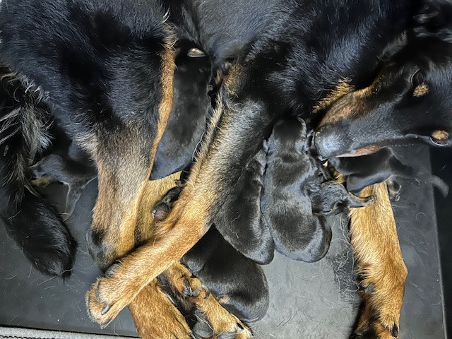 Chiot Berger de Beauce de la croix aux buis