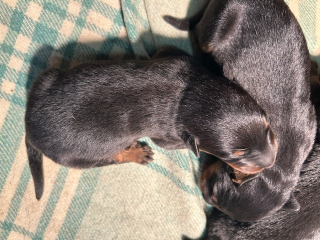 de la croix aux buis - Chiots disponibles - Berger de Beauce