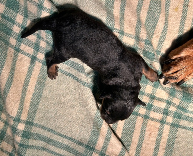 de la croix aux buis - Chiots disponibles - Berger de Beauce