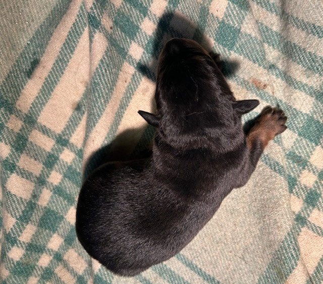 de la croix aux buis - Chiots disponibles - Berger de Beauce