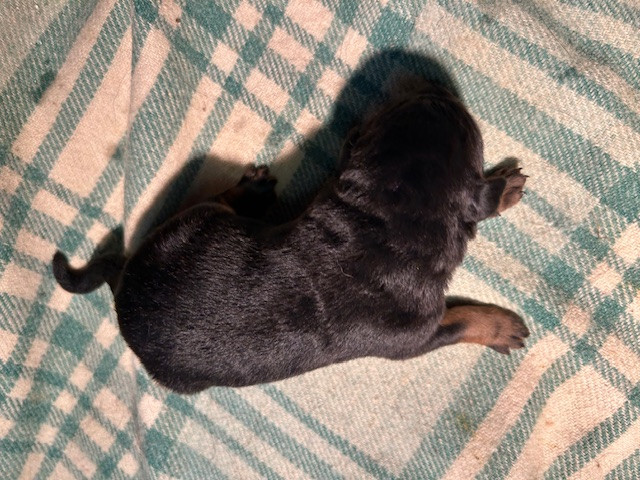 de la croix aux buis - Chiots disponibles - Berger de Beauce