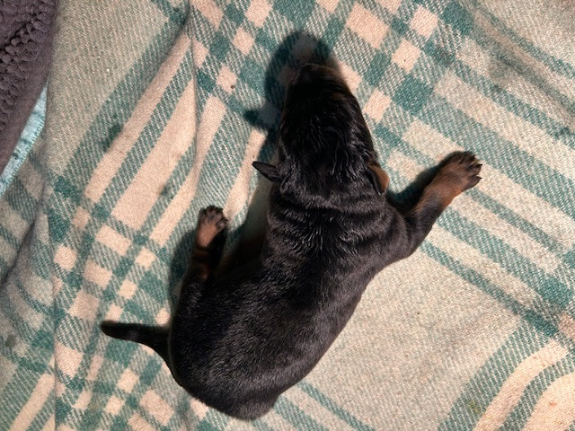 de la croix aux buis - Chiots disponibles - Berger de Beauce