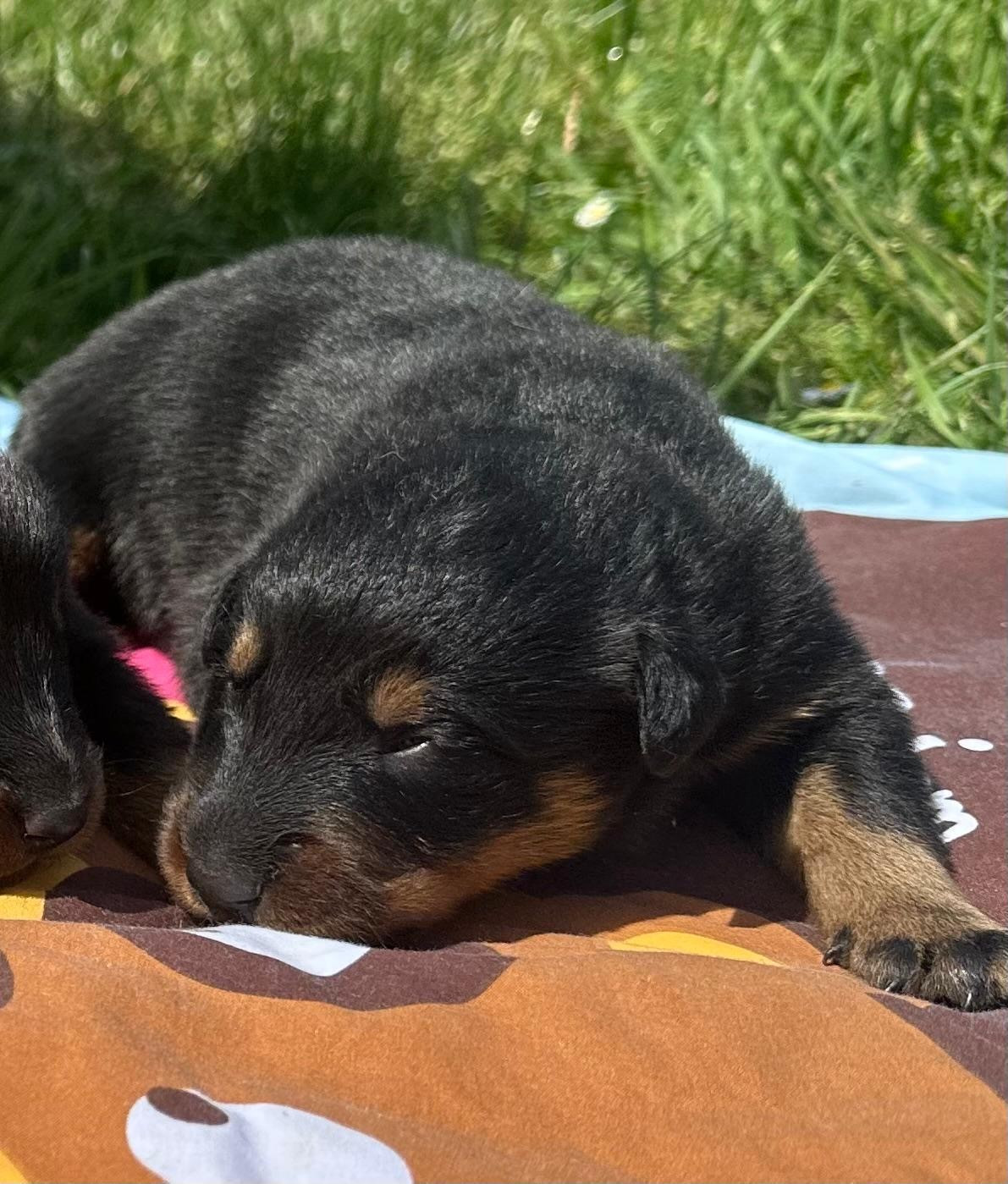de la croix aux buis - Chiots disponibles - Berger de Beauce