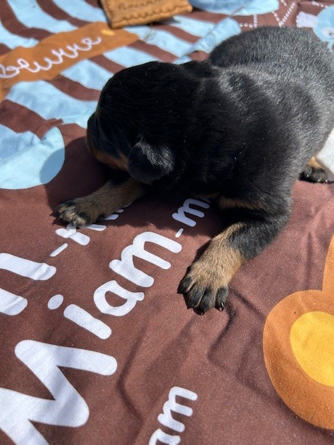 de la croix aux buis - Chiots disponibles - Berger de Beauce