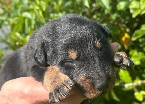 de la croix aux buis - Chiots disponibles - Berger de Beauce