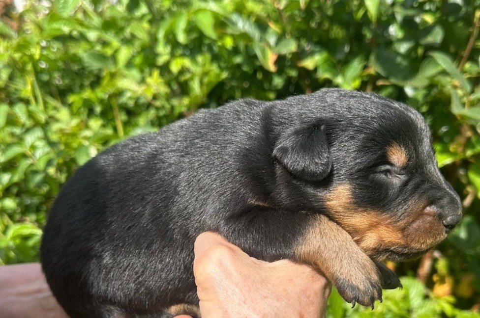 de la croix aux buis - Chiots disponibles - Berger de Beauce