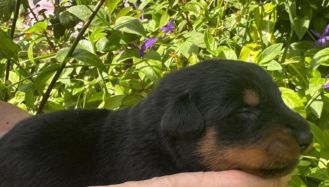 de la croix aux buis - Chiots disponibles - Berger de Beauce