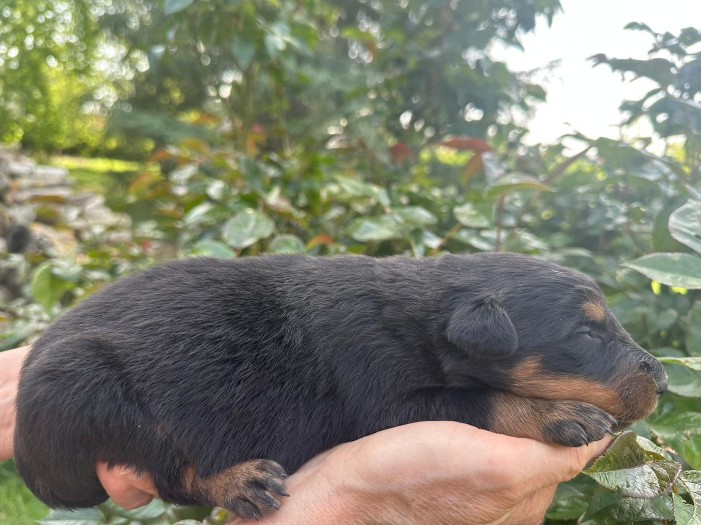de la croix aux buis - Chiots disponibles - Berger de Beauce