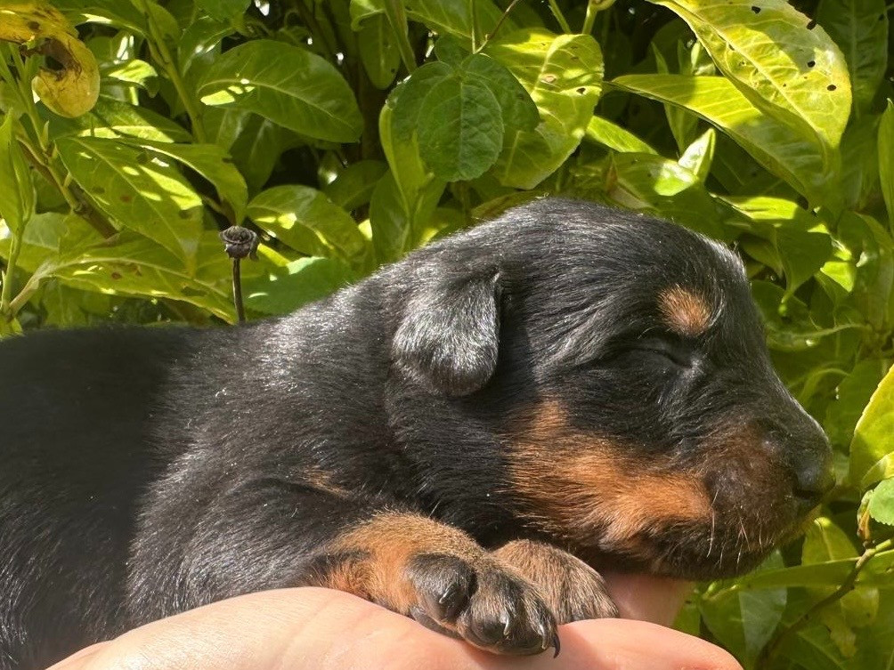 de la croix aux buis - Chiots disponibles - Berger de Beauce
