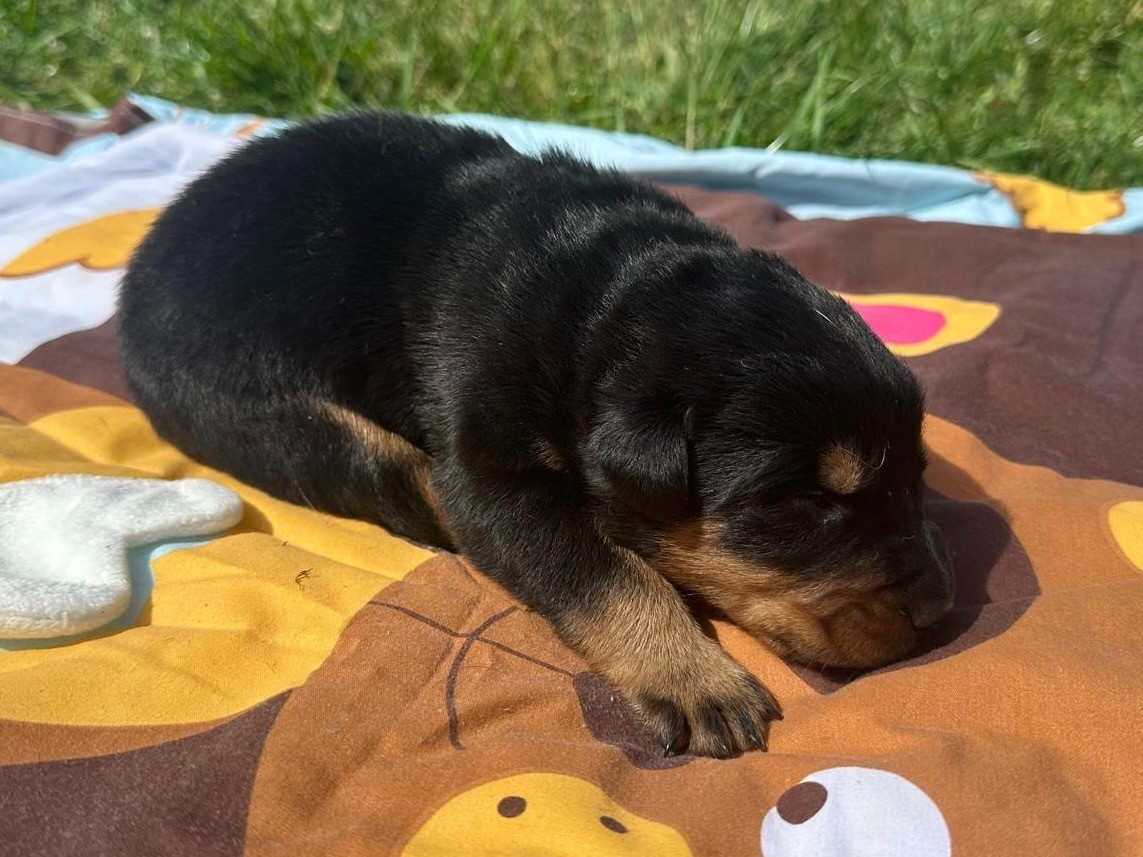 de la croix aux buis - Chiots disponibles - Berger de Beauce