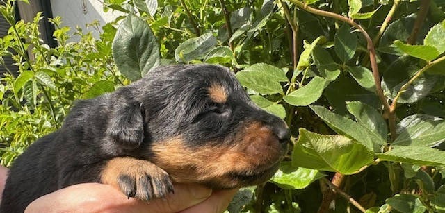 de la croix aux buis - Chiots disponibles - Berger de Beauce