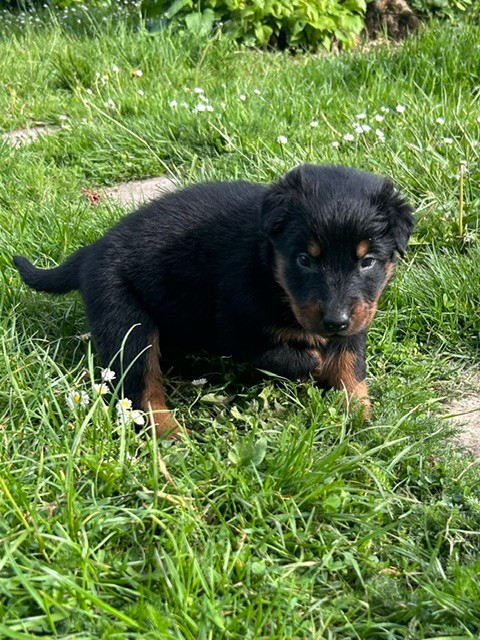 de la croix aux buis - Chiots disponibles - Berger de Beauce