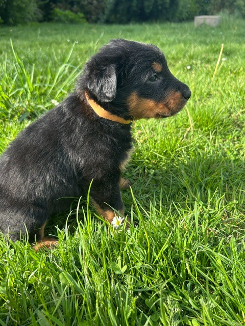 de la croix aux buis - Chiots disponibles - Berger de Beauce