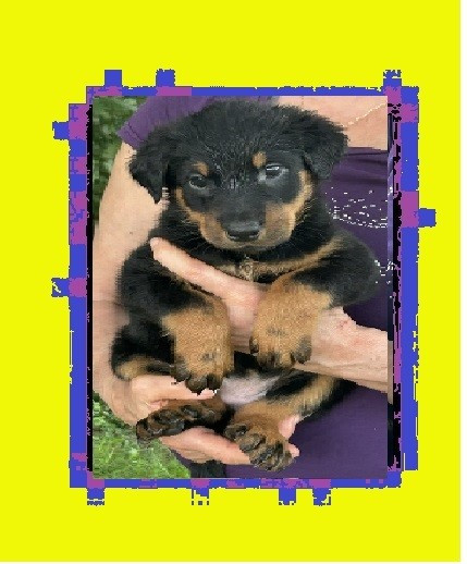 de la croix aux buis - Chiots disponibles - Berger de Beauce