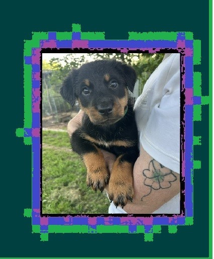 de la croix aux buis - Chiots disponibles - Berger de Beauce