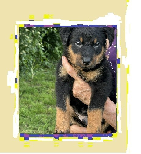 de la croix aux buis - Chiots disponibles - Berger de Beauce