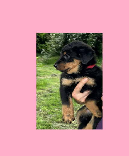 de la croix aux buis - Chiots disponibles - Berger de Beauce