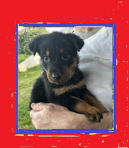 de la croix aux buis - Chiots disponibles - Berger de Beauce