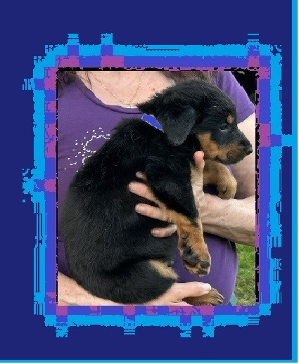 de la croix aux buis - Chiots disponibles - Berger de Beauce