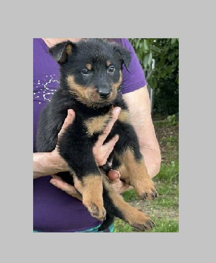 de la croix aux buis - Chiots disponibles - Berger de Beauce