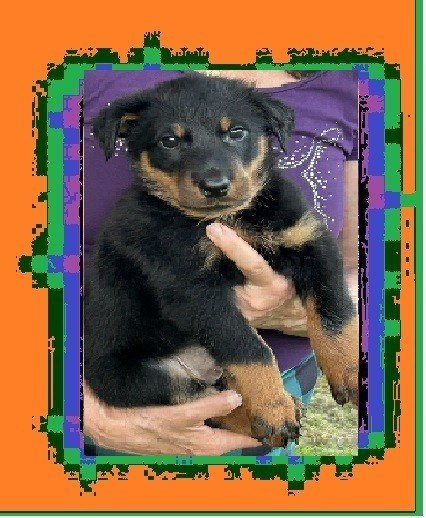 de la croix aux buis - Chiots disponibles - Berger de Beauce