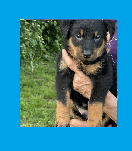 de la croix aux buis - Chiots disponibles - Berger de Beauce