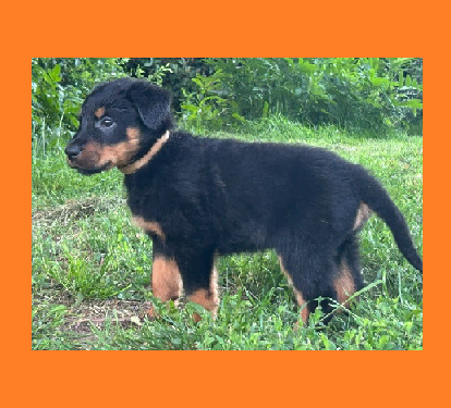 de la croix aux buis - Chiots disponibles - Berger de Beauce