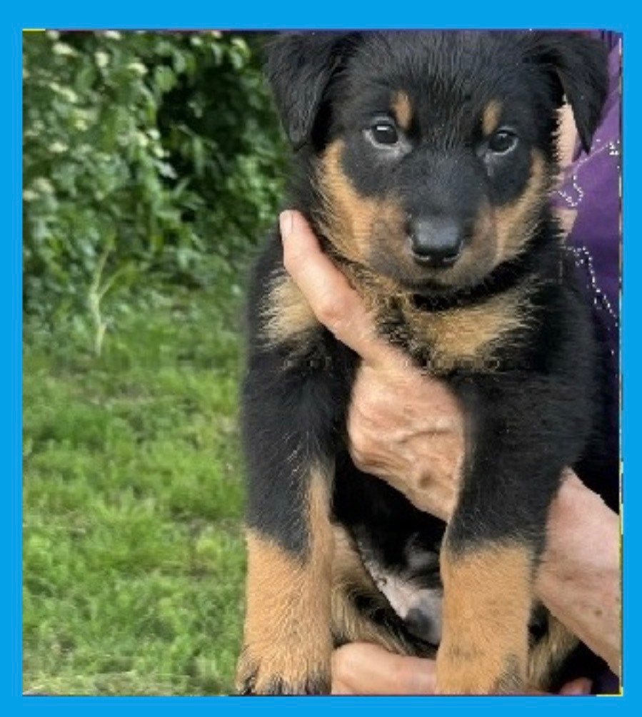 de la croix aux buis - Chiots disponibles - Berger de Beauce