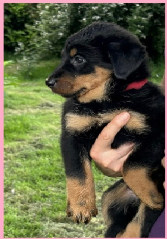de la croix aux buis - Chiots disponibles - Berger de Beauce