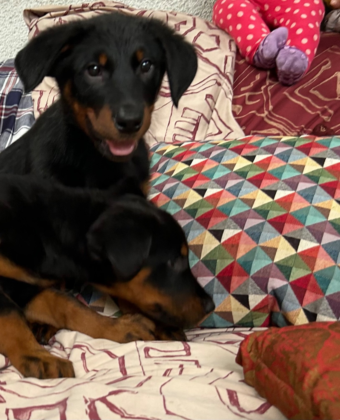 de la croix aux buis - Chiots disponibles - Berger de Beauce